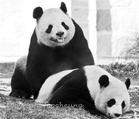 Giant Panda Mating Season At National Zoo, Mei Xiang + Tia… | Flickr