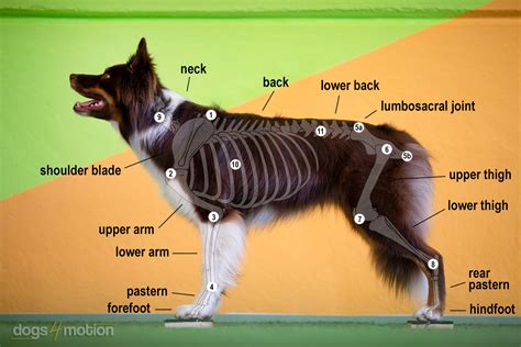 Know-How for Dog Fitness: Understanding Weight Distribution Is the Key ...