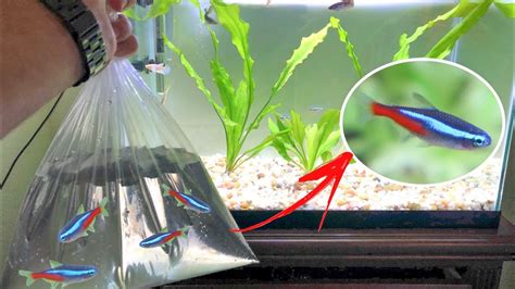 Neon Tetra With Betta - Betta Tank Mates The Ultimate Companions For Your Betta Fish Fish Spark ...