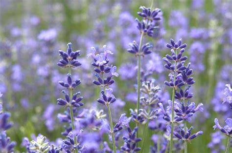 How to Grow and Care for Munstead Lavender
