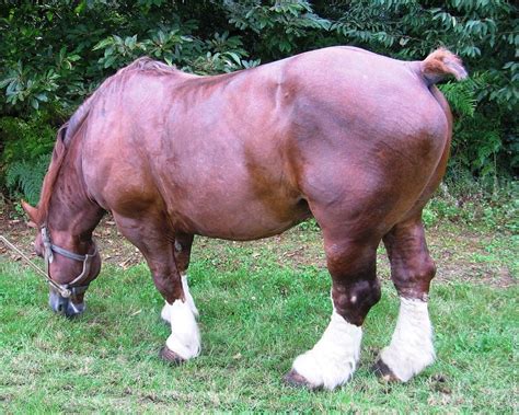 Cheval breton sur FEI | Rare horses, Horses, Big horses