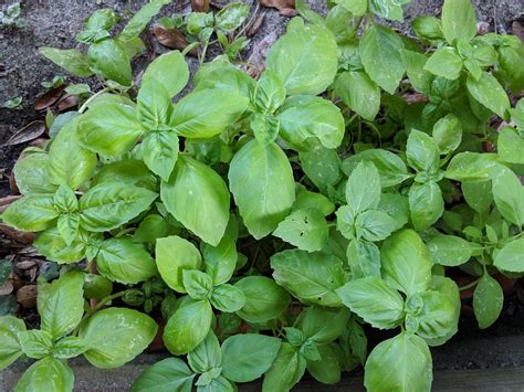 Best Basil Varieties of 2018 - Pick Your Pesto - Home Fixated