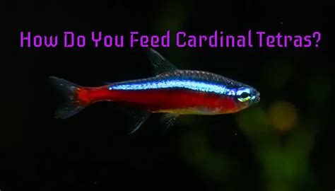 How Do You Feed Cardinal Tetras? A Guide for Beginners - Tetra Fish Care