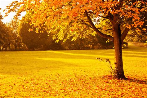 Download Grass Park Field Fall Nature Tree HD Wallpaper