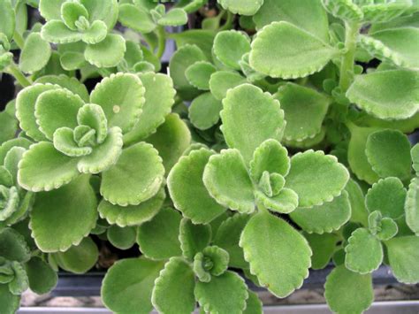 How to Grow and Care for Cuban Oregano (Plectranthus amboinicus) | World of Succulents