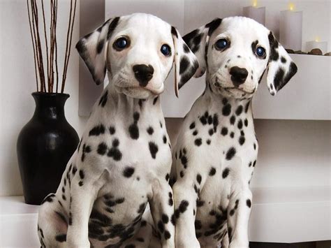 🔥 [40+] Dalmatian Spots Wallpapers | WallpaperSafari