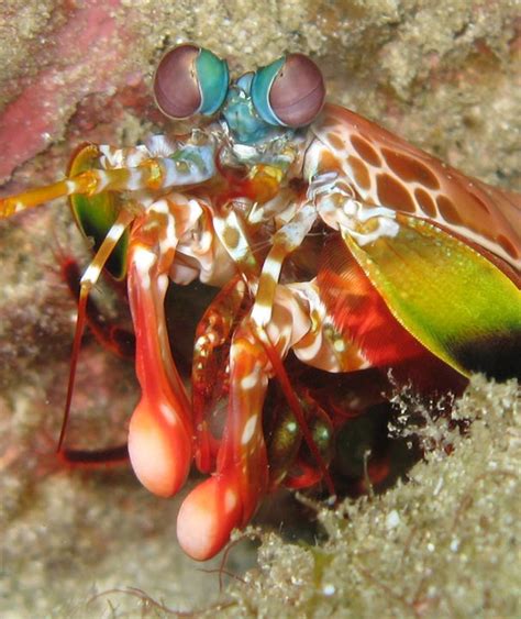 Peacock Mantis Shrimp Punch Video