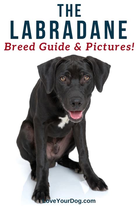 Great dane labrador retriever mix labradane breed information – Artofit