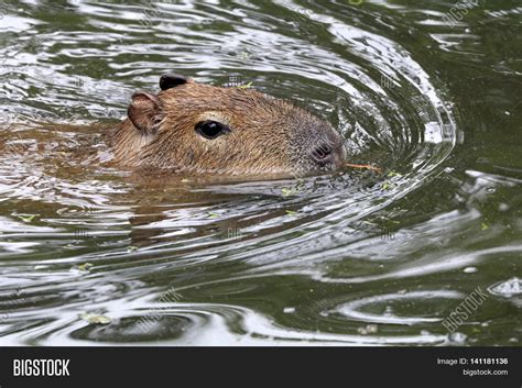 Capybara Swimming Image & Photo (Free Trial) | Bigstock