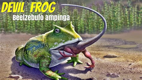 The Devil Frog, Beelzebufo Ampinga - YouTube