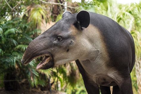 Celebrating and Saving Tapirs on World Tapir Day | Brevard Zoo Blog