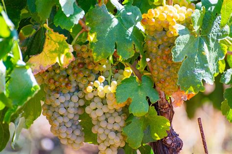 The Evolution of Marsanne Grape Variety in French Winemaking