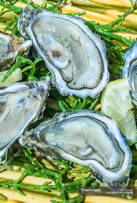 France, Arcachon bay, oysters — fruit, seaside - Stock Photo | #402765308