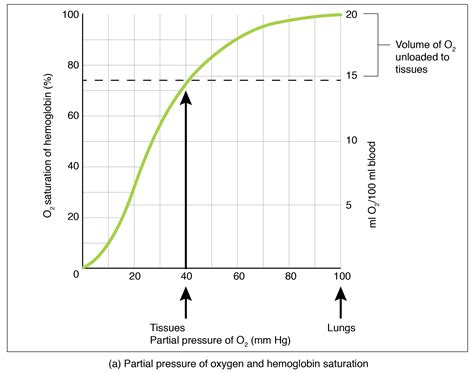 Transport of Gases · Anatomy and Physiology