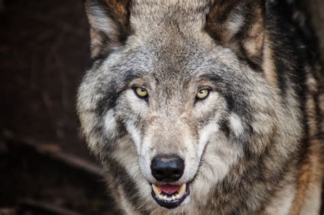 Brown Wolf · Free Stock Photo