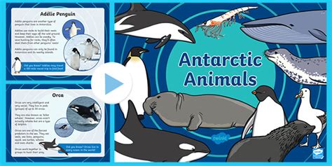 Animals That Live In Antarctica | Primary Resources