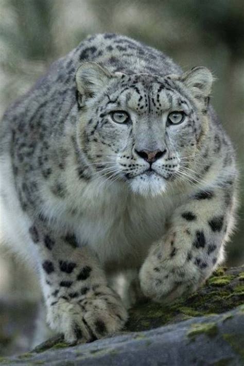 Snow Leopard | Wild cats, Big cats, Beautiful cats