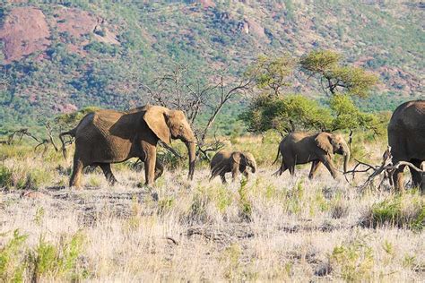 Pilanesberg 5-Day Safari - Biggestleaf Travel