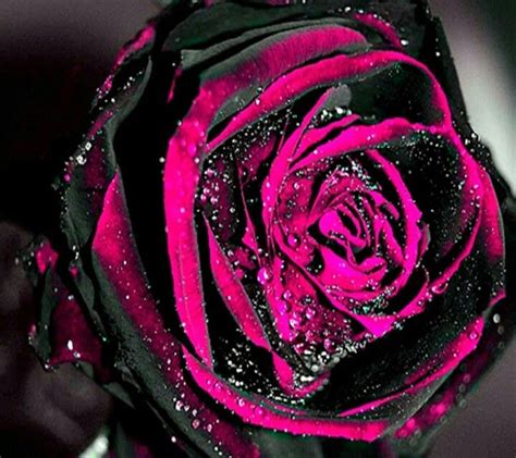 Damaged Rose aka my heart | Pink and black wallpaper, Black roses ...