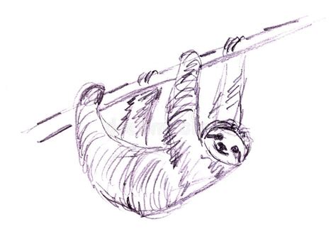 Graphic Drawing Sloth Hanging On A Branch On A White Stock Illustration - Illustration of ...