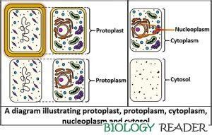 What is Protoplasm? Definition, Components, Properties & Functions - Biology Reader