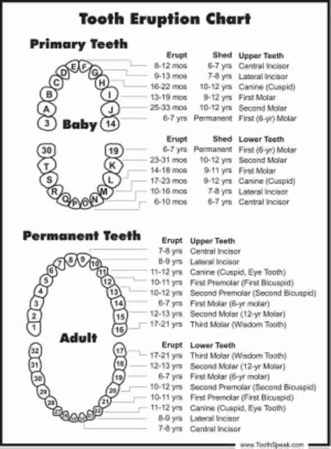 Primary Teeth Exfoliation Chart