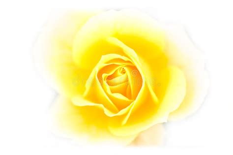 Close up of yellow rose stock photo. Image of petals, single - 7113240