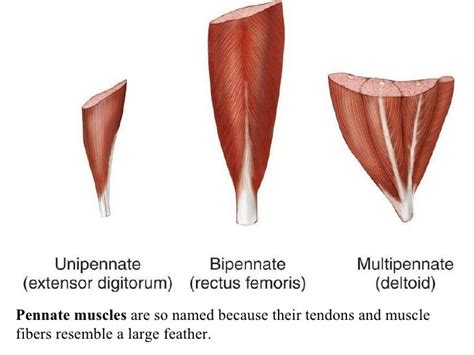 Bio13 .ppt;10 muscle-tissue-and-organization ppt zeny