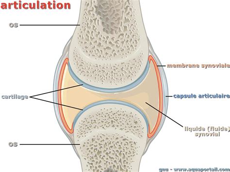 Articulation : définition et explications