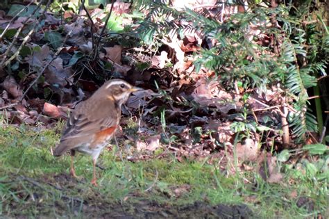 Redwing | BirdForum