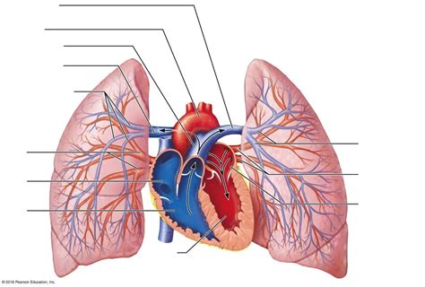 Vessels of the Pulmonary Circulation Diagram | Quizlet