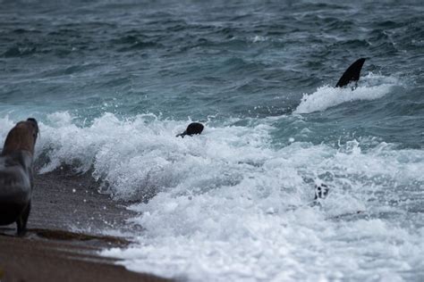 Premium Photo | Orca attack a seal on the beach