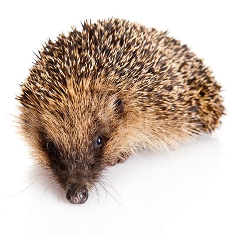 Hedgehog on a white background | Stock image | Colourbox