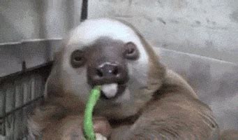 Baby Sloths GIFs - Find & Share on GIPHY