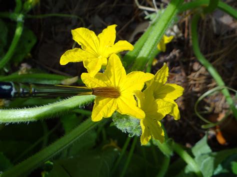 Got Pollination Problems? Give Hand-Pollination a Try! – Bonnie Plants