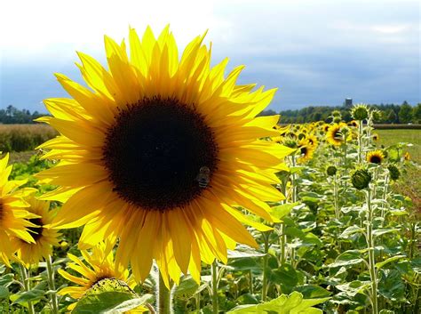 Sunflower with Bee | Sorry for posting 3 pics of the same su… | Flickr