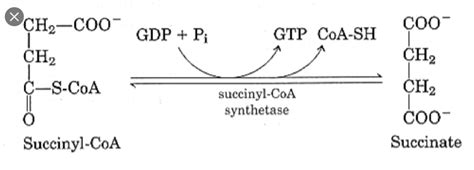 Succinyl Coa To Succinate