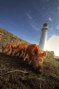 Category:Flat Holm Lighthouse - Wikimedia Commons