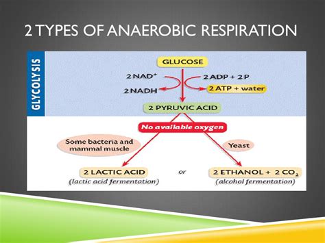 Anaerobic Bacteria Examples