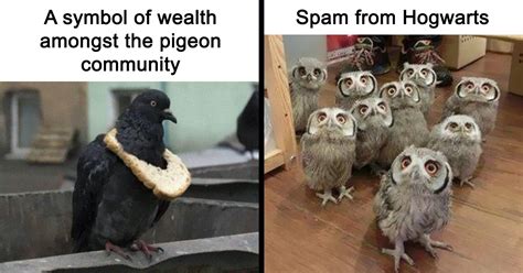 50 Of The Best Bird Memes Posted Online | Bored Panda