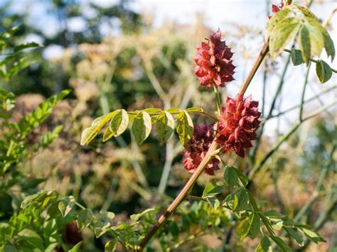 Licorice Plant Information: Where Does Licorice Come From