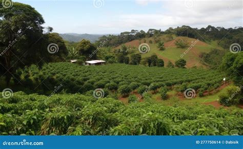 Coffee Plantation. Landscape with Coffee Trees. Generative AI Stock Photo - Image of fields ...