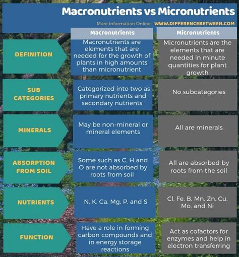 What are macronutrients & micronutrients | Humble Hydration