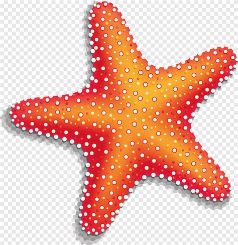 Starfish, Starfish material, png Material, animals png | PNGEgg