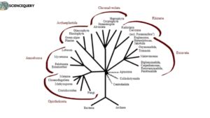 Classification of life: The three major domains - Science Query