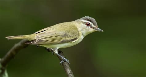 Red-eyed Vireo Identification, All About Birds, Cornell Lab of Ornithology