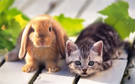 Kitten and Rabbit - Teddybear64 Wallpaper (20056142) - Fanpop