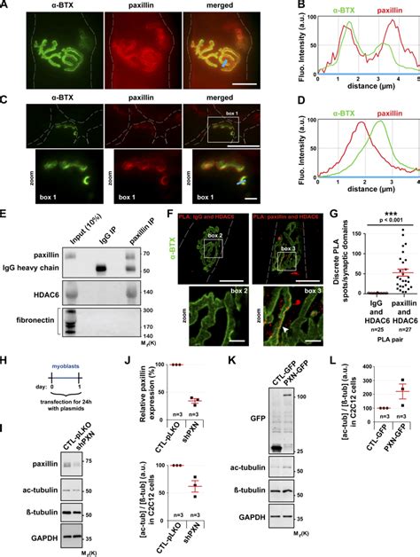 In muscle cells, paxillin is present at the NMJ and promotes the... | Download Scientific Diagram