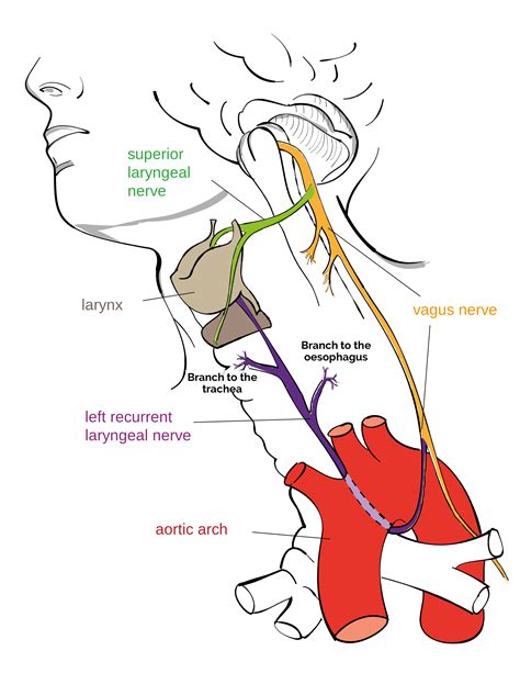 The Vagus Nerve (CN X) | Cranial Nerves | Anatomy | Geeky Medics