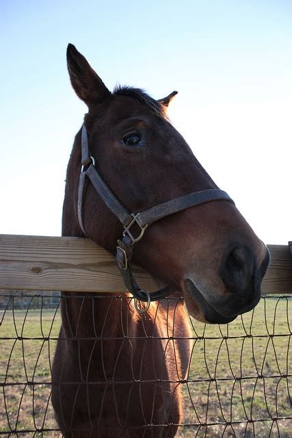 Charlie Horse | Charlie horse, Horses, Charlie